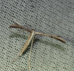 Pterophoroidea