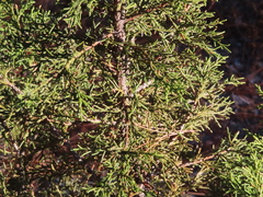 Juniperus deppeana