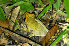 Osteocephalus deridens