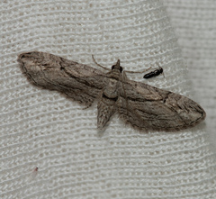 Eupithecia phoeniceata