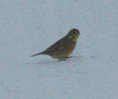 Emberiza citrinella × leucocephalos