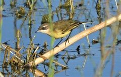 Motacilla flava iberiae