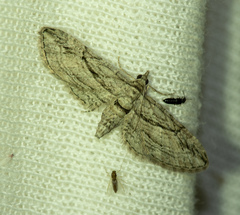 Eupithecia phoeniceata