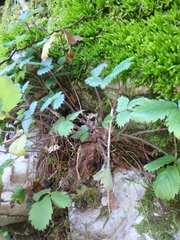 Potentilla micrantha
