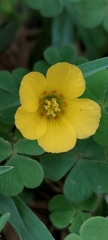 Oxalis corniculata