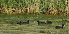 Gallinula chloropus chloropus