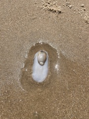 Olivancillaria