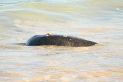 Chelonibia testudinaria