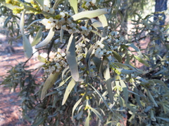 Phoradendron bolleanum