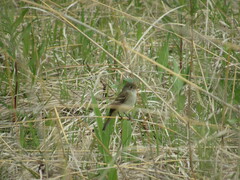 Empidonax traillii