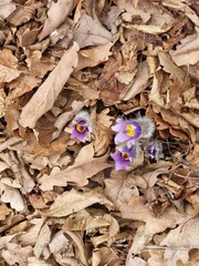 Pulsatilla grandis