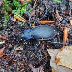 Carabus purpurascens