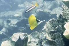 Forcipiger flavissimus