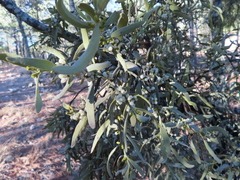 Phoradendron bolleanum