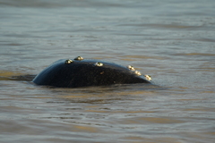 Chelonibia testudinaria