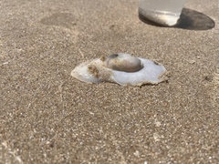 Olivancillaria