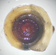 Bathyomphalus contortus