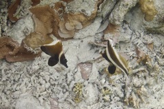 Heniochus chrysostomus