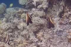 Heniochus varius