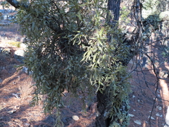 Phoradendron bolleanum