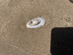 Olivancillaria