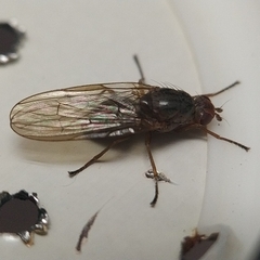Dryomyzidae
