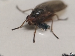 Dryomyzidae