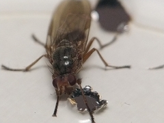 Dryomyzidae
