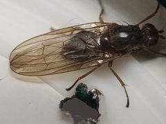 Dryomyzidae