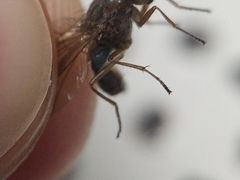 Dryomyzidae