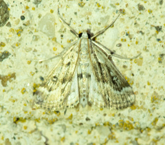 Parapoynx stratiotata