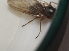 Dryomyzidae