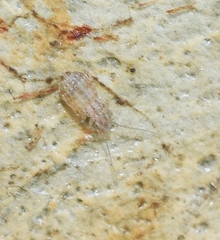 Psocidae