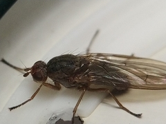 Dryomyzidae