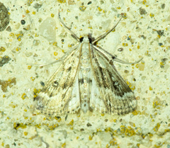 Parapoynx stratiotata