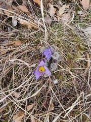 Pulsatilla grandis