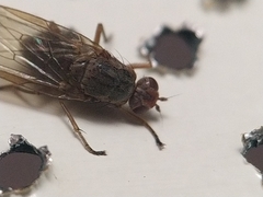 Dryomyzidae