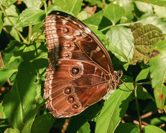Morpho helenor