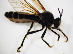 Dioctria atricapilla