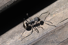 Polyrhachis dives