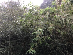 Callicarpa pilosissima