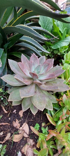 ×Graptoveria 'Opalina' 2