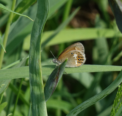 Coenonympha glycerion