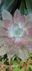Graptoveria