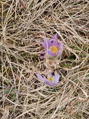 Pulsatilla grandis