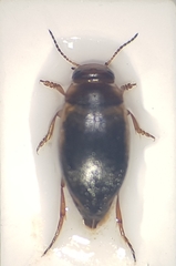 Hydroporus palustris