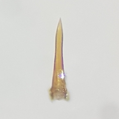 Hydroporus palustris