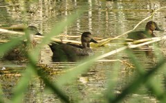 Mareca strepera strepera