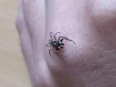 Menemerus semilimbatus