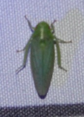 Gyponana